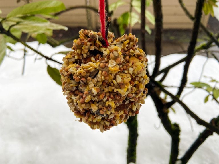pine cone bird feeder