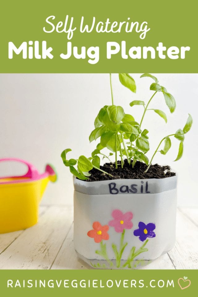 Easy Self Watering Milk Jug Planter Raising Veggie Lovers