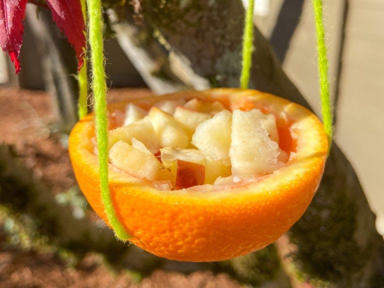 fruit scraps bird feeder