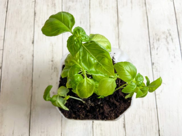 Easy Self Watering Milk Jug Planter Raising Veggie Lovers