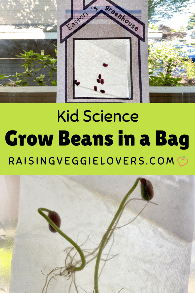 Grow beans in a bag Pin