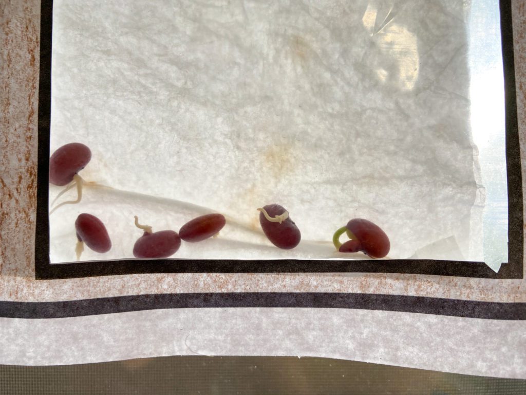 grow beans in a bag