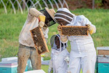 how to teach your kids to appreciate bees