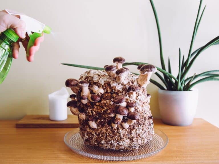 person spraying an at-home mushroom culture with a green spray bottle.
