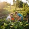 A young girl and boy crouching in a garden with leafy green plants collecting strawberries in an orange bowl.