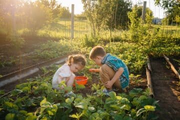 A young girl and boy crouching in a garden with leafy green plants collecting strawberries in an orange bowl.