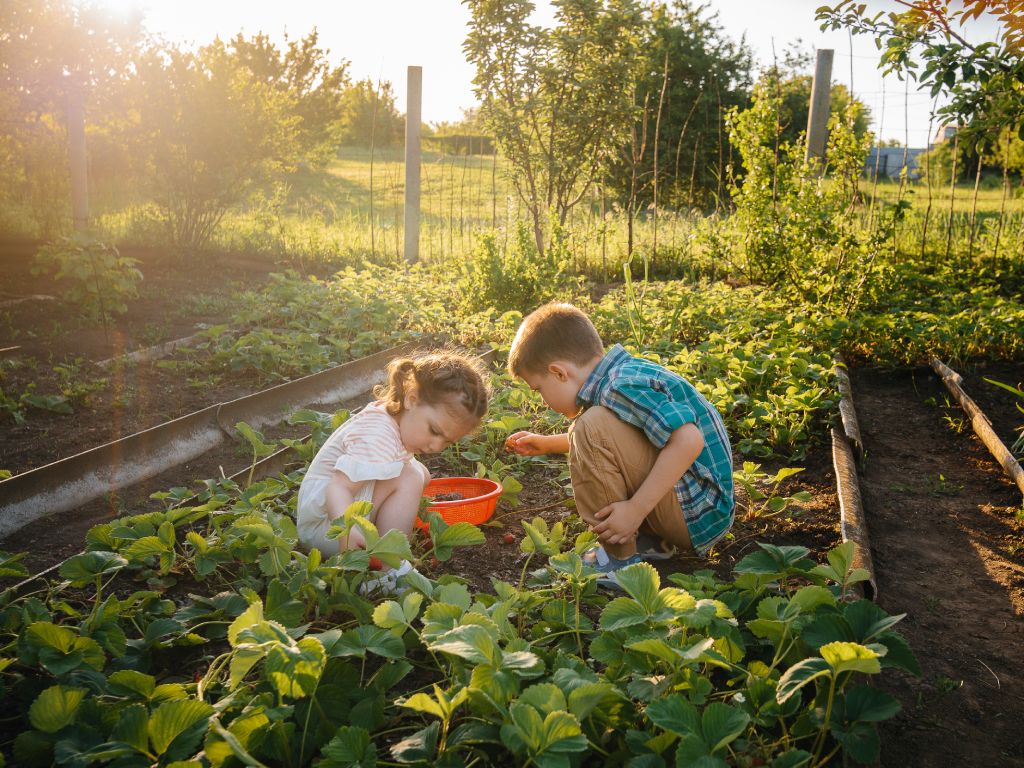 A young girl and boy crouching in a garden with leafy green plants collecting strawberries in an orange bowl.