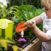 A young child playing with the dirt in a gardening bed. He holds a small, colorful shovel in each hand.