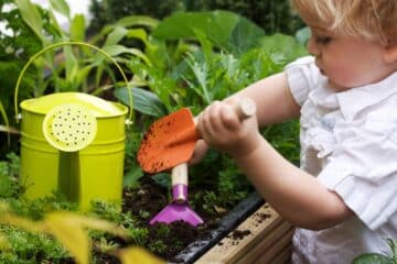 A young child playing with the dirt in a gardening bed. He holds a small, colorful shovel in each hand.