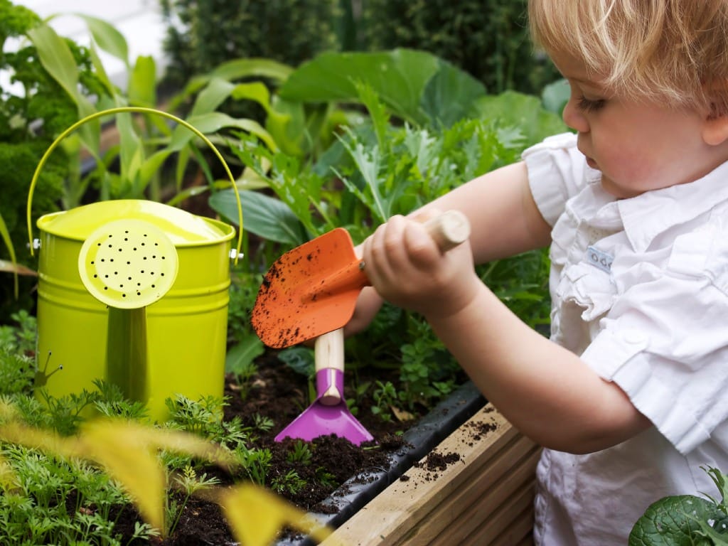 A young child playing with the dirt in a gardening bed. He holds a small, colorful shovel in each hand.