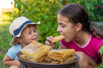 Two young girls are sitting on the grass outside in front of a large plate of honeycomb as one child eats a big piece.