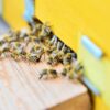 An extreme close-up view shows several bees entering and leaving a yellow beehive with a wooden platform.