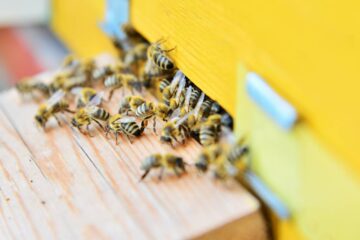 An extreme close-up view shows several bees entering and leaving a yellow beehive with a wooden platform.