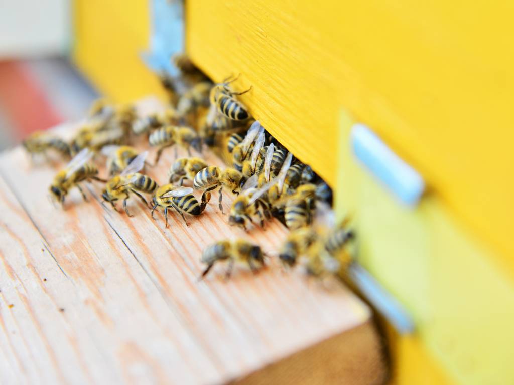 An extreme close-up view shows several bees entering and leaving a yellow beehive with a wooden platform.