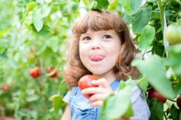 A young girl standing by a row of tomato bushes, holding a tomato in one hand while licking her upper lip.