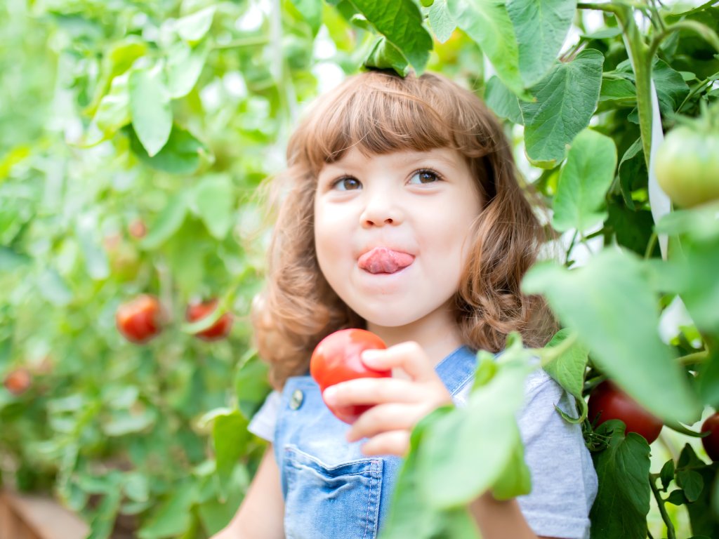 A young girl standing by a row of tomato bushes, holding a tomato in one hand while licking her upper lip.