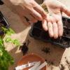 A pair of hands working to sow seeds into the cell of a black germination box. One hand pours seeds into the other.