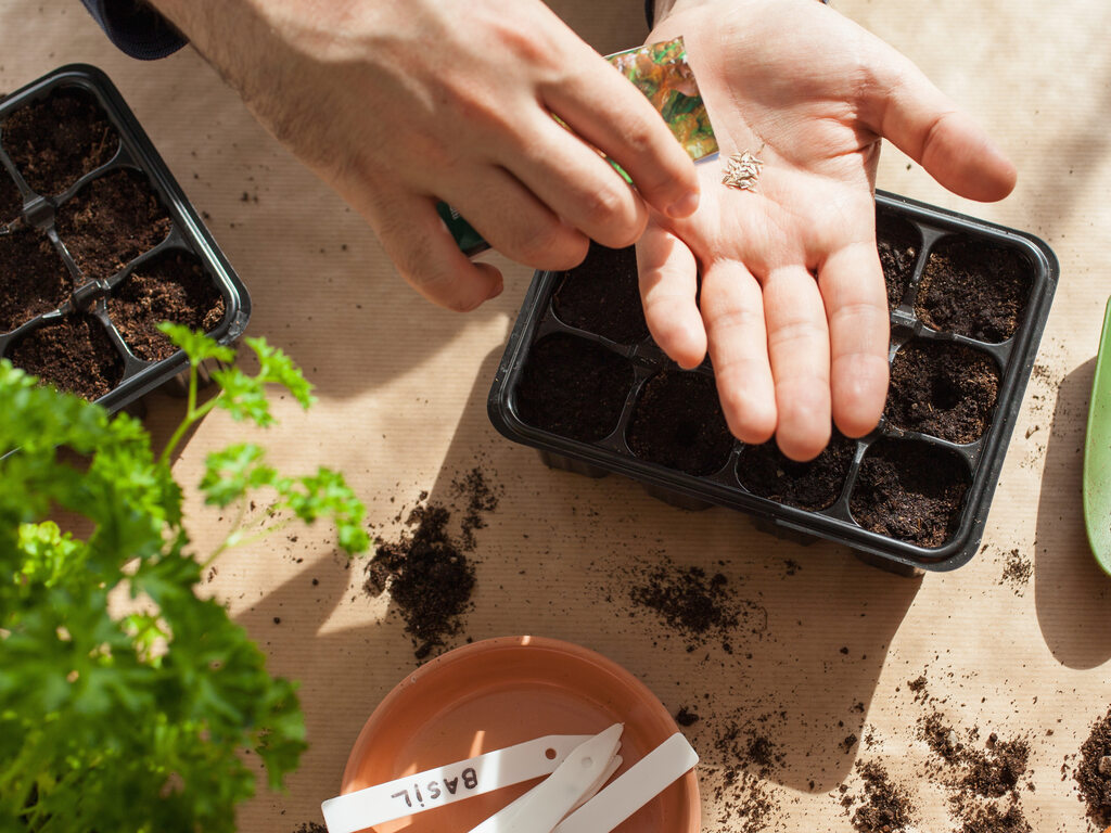 A pair of hands working to sow seeds into the cell of a black germination box. One hand pours seeds into the other.