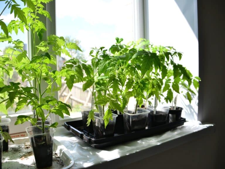 Several plastic pots sitting in a windowsill contain seedlings that grow in soil as sunlight shines through.