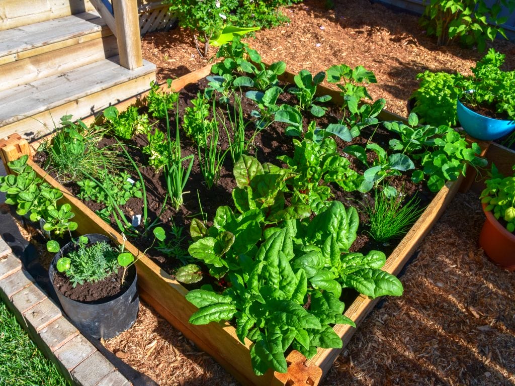 Garden bed with multiple vegetable plants growing, placed in the backyard of a home next to some steps and grass.