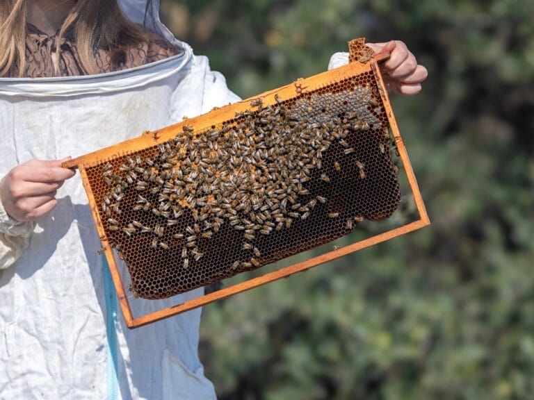 A beekeeper woman, wearing protective gear, shows off her beehive. There are many bees on one large honeycomb.