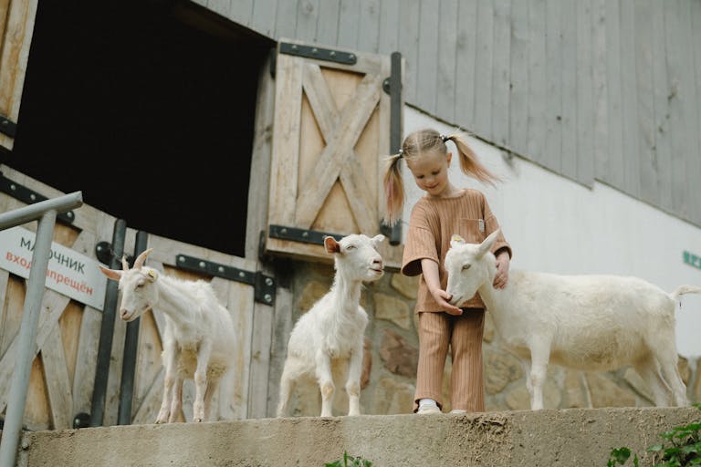A young girl interacts with goats near a barn, enjoying playful farm life.