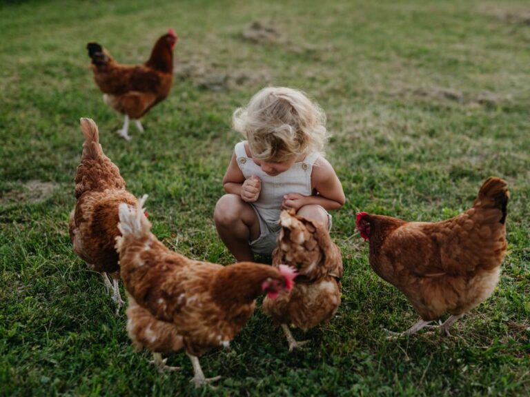 A young child with curly blonde hair is wearing white overalls and squatting in a grassy field amongst five chickens.