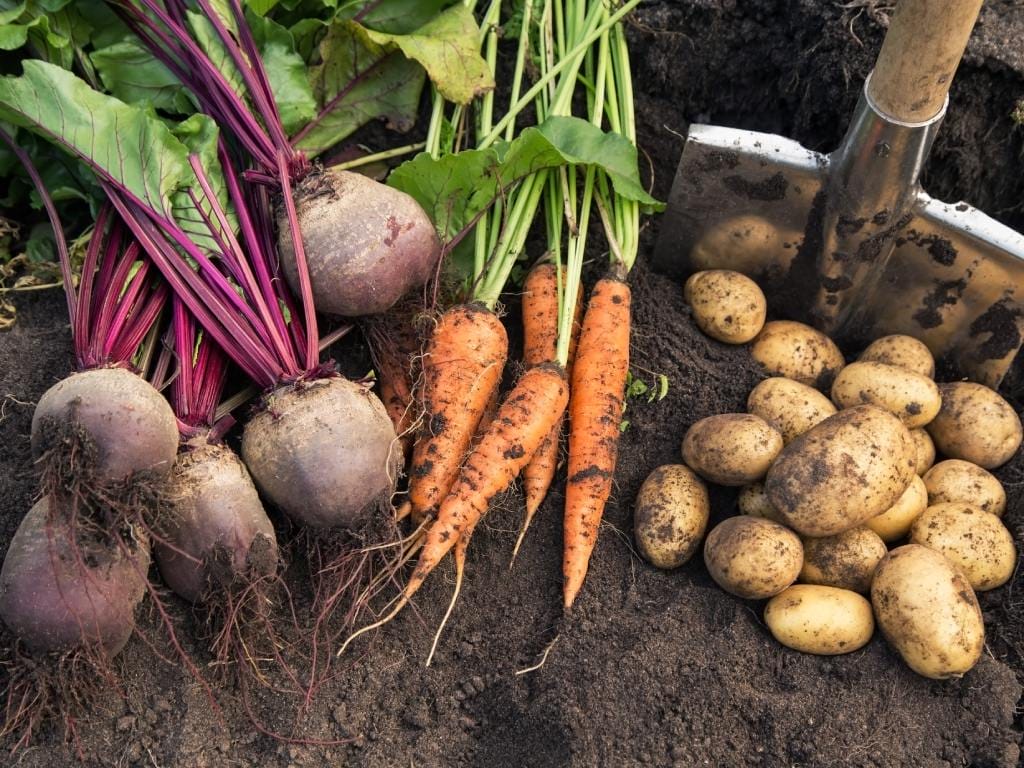 Freshly harvested beets, carrots, and potatoes arranged in piles on a patch of soil, with a shovel resting nearby.