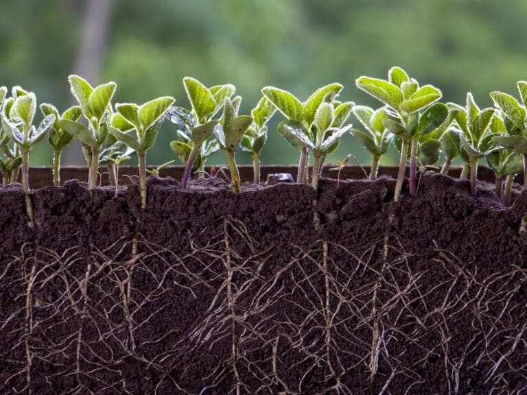 Green seedlings sprout above a soil cross-section, with dense white roots spreading underground in dark soil.