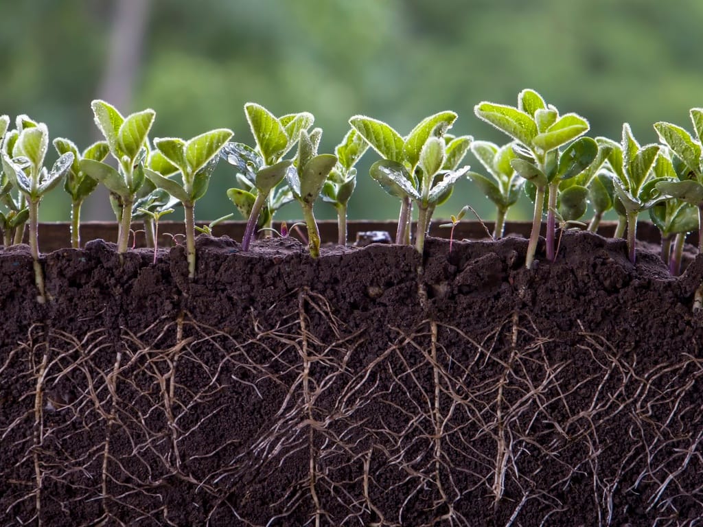 Green seedlings sprout above a soil cross-section, with dense white roots spreading underground in dark soil.