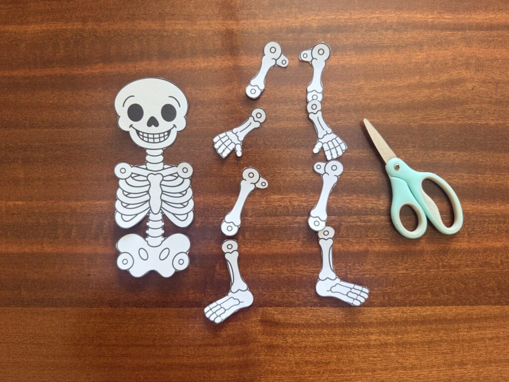 Paper skeleton body and separate arm and leg pieces next to scissors, ready to assemble.