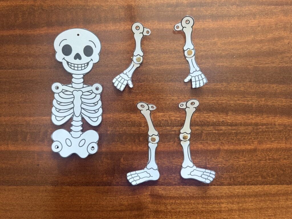 Cut-out paper skeleton with separate arm and leg pieces arranged on a wooden table before assembly.