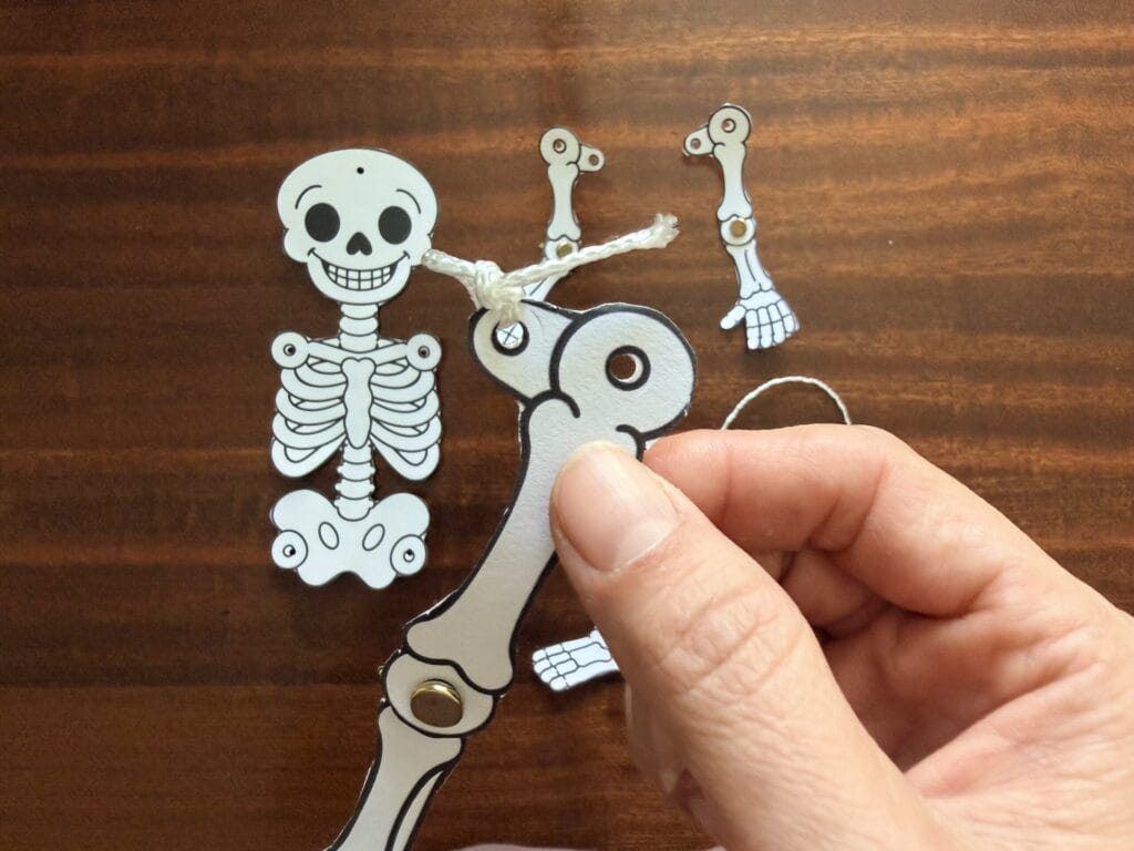 Using a hole punch to make holes in a paper skeleton for a movable dancing skeleton Halloween craft.
