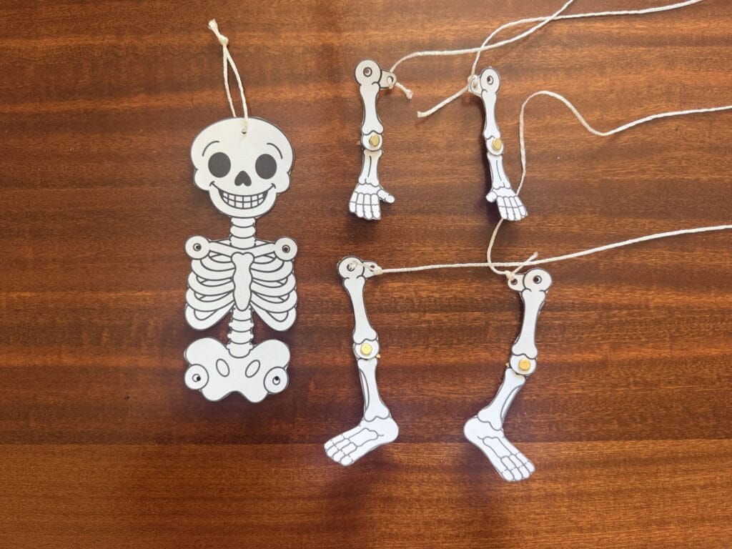 Paper skeleton body and movable arms and legs laid out on a wooden table with strings attached.